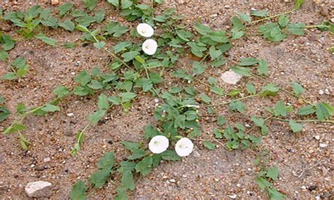 binkdwte|Field Bindweed Management in Gardens and Landscapes